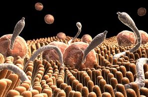 Clasificarea paraziților și a viermilor care trăiesc în corpul uman - Parazitol