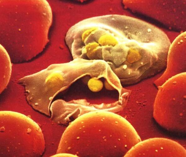 cel mai simplu parazit plasmodium al malariei