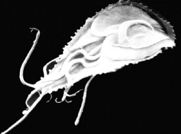 Giardia este un parazit flagelat protozoar. 