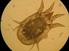 Bifați sub microscop
